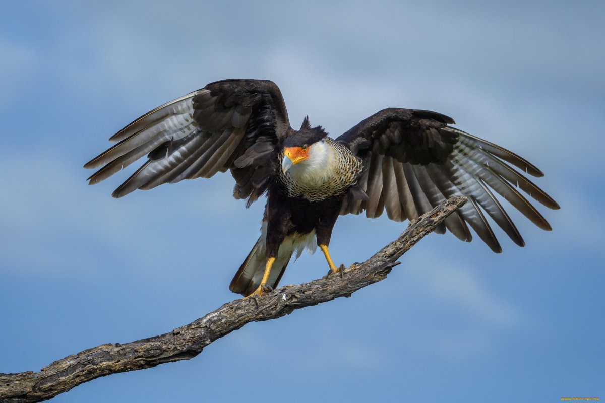 Гвианская каракара хищник птицы