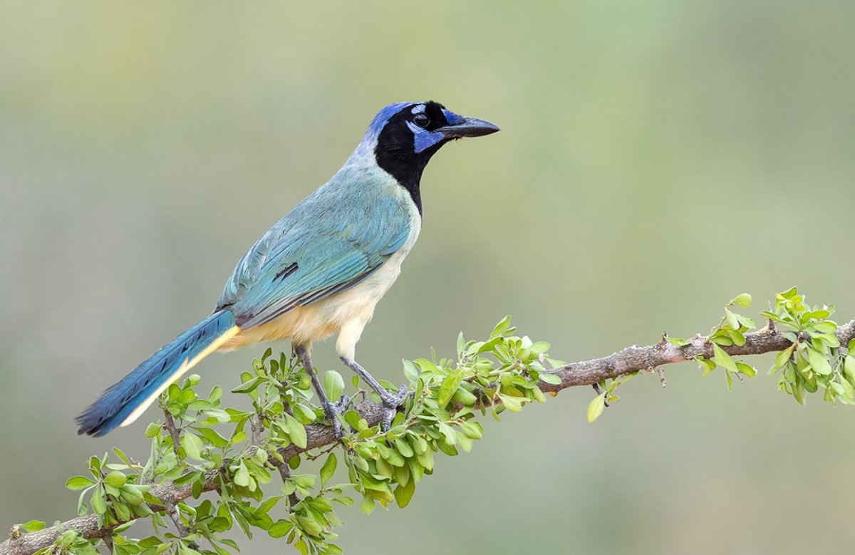 Перуанская цветная сойкп