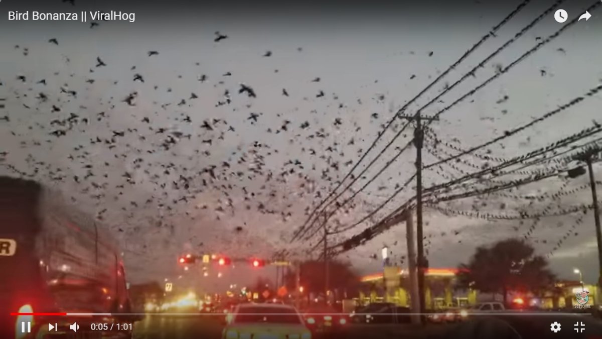 Стая птиц над крышей