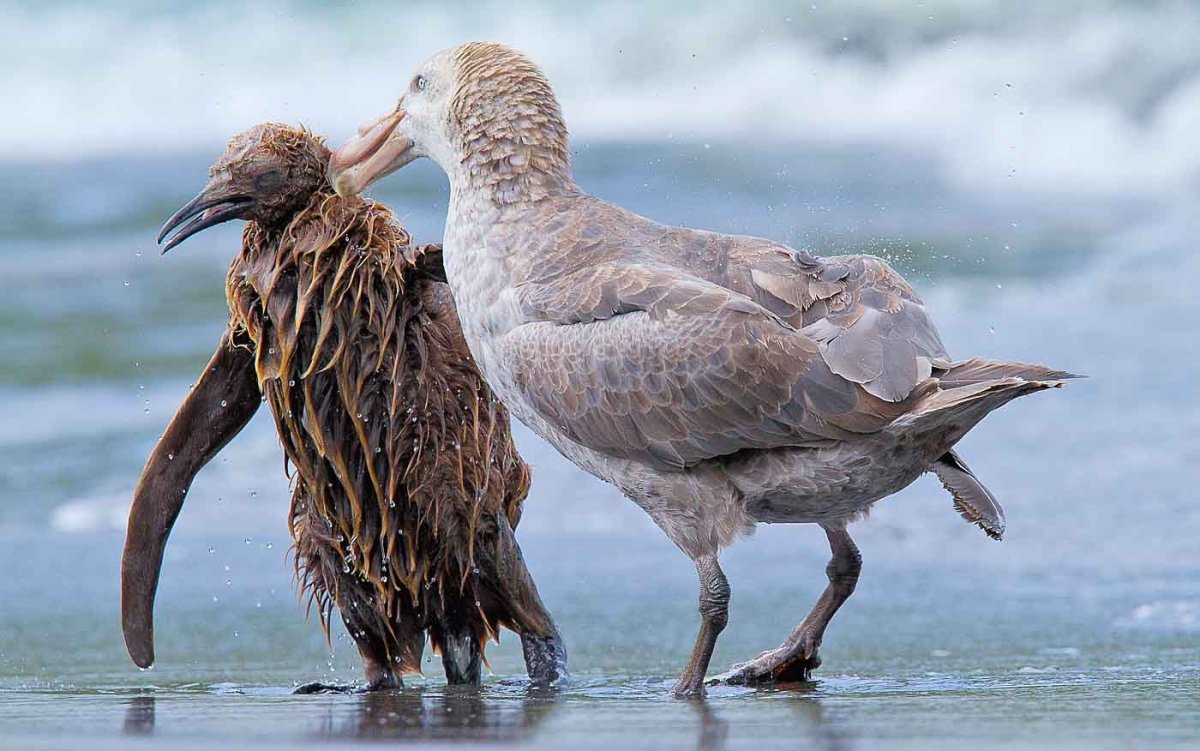 Южныйгиганский Буревестник
