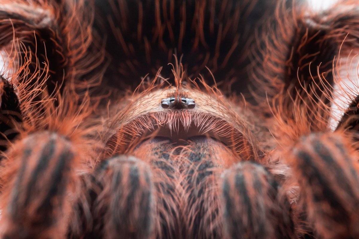 Самые необычные пауки