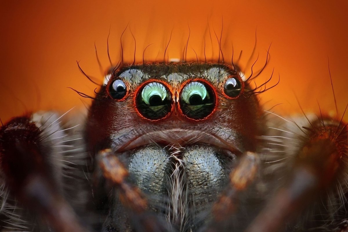 Морда паука