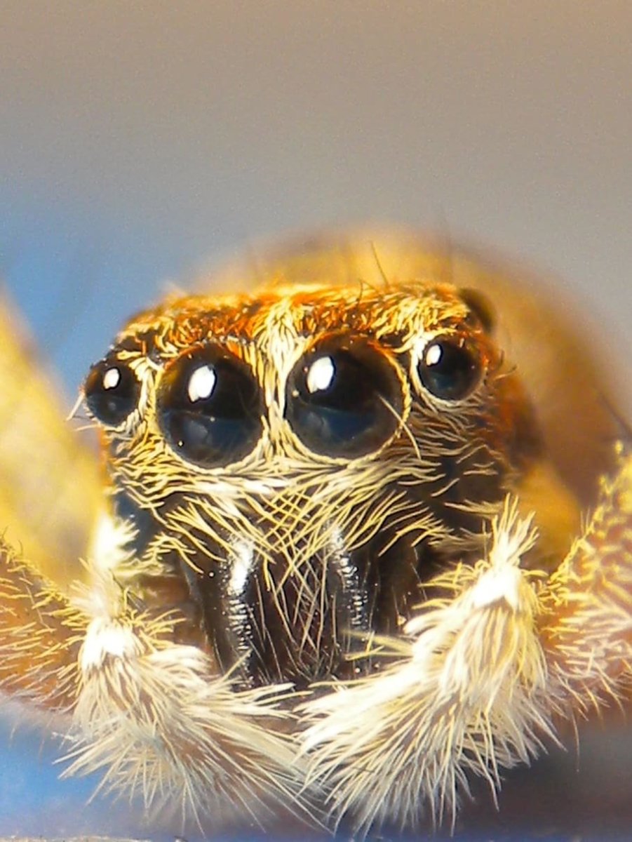 Морда паука