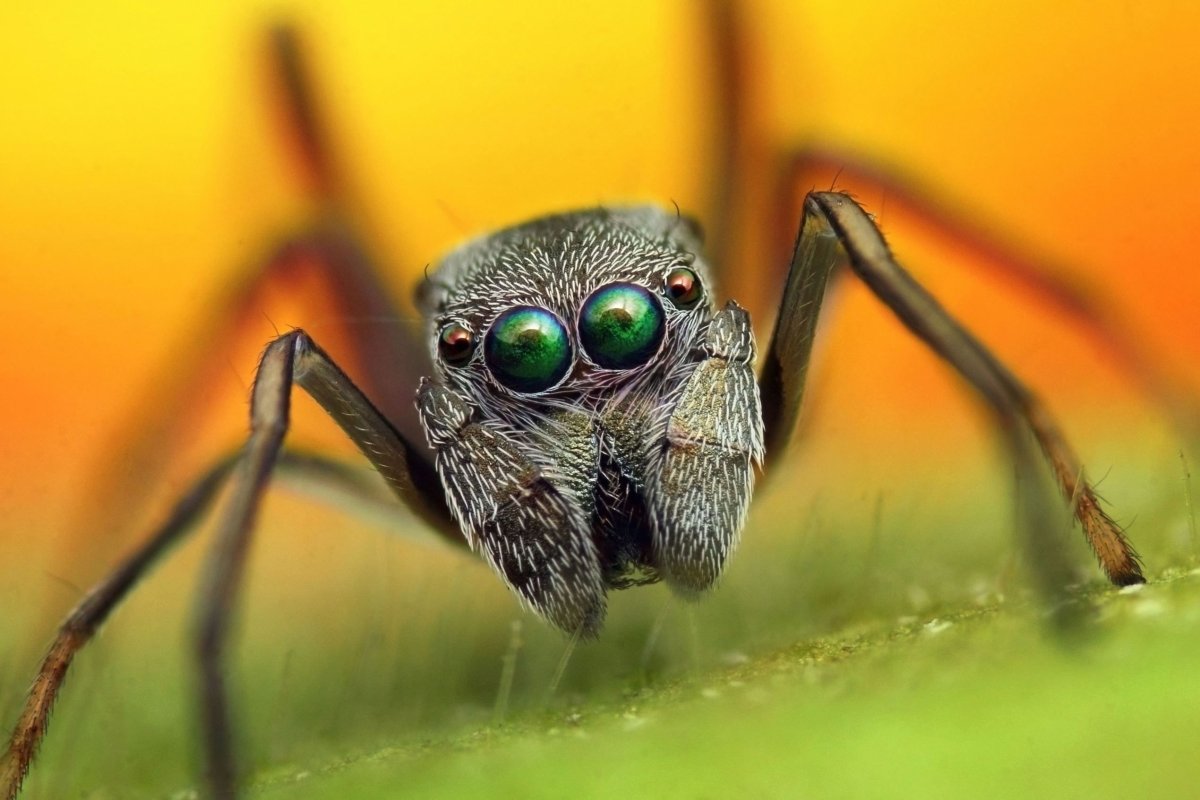 Лицо паука вблизи