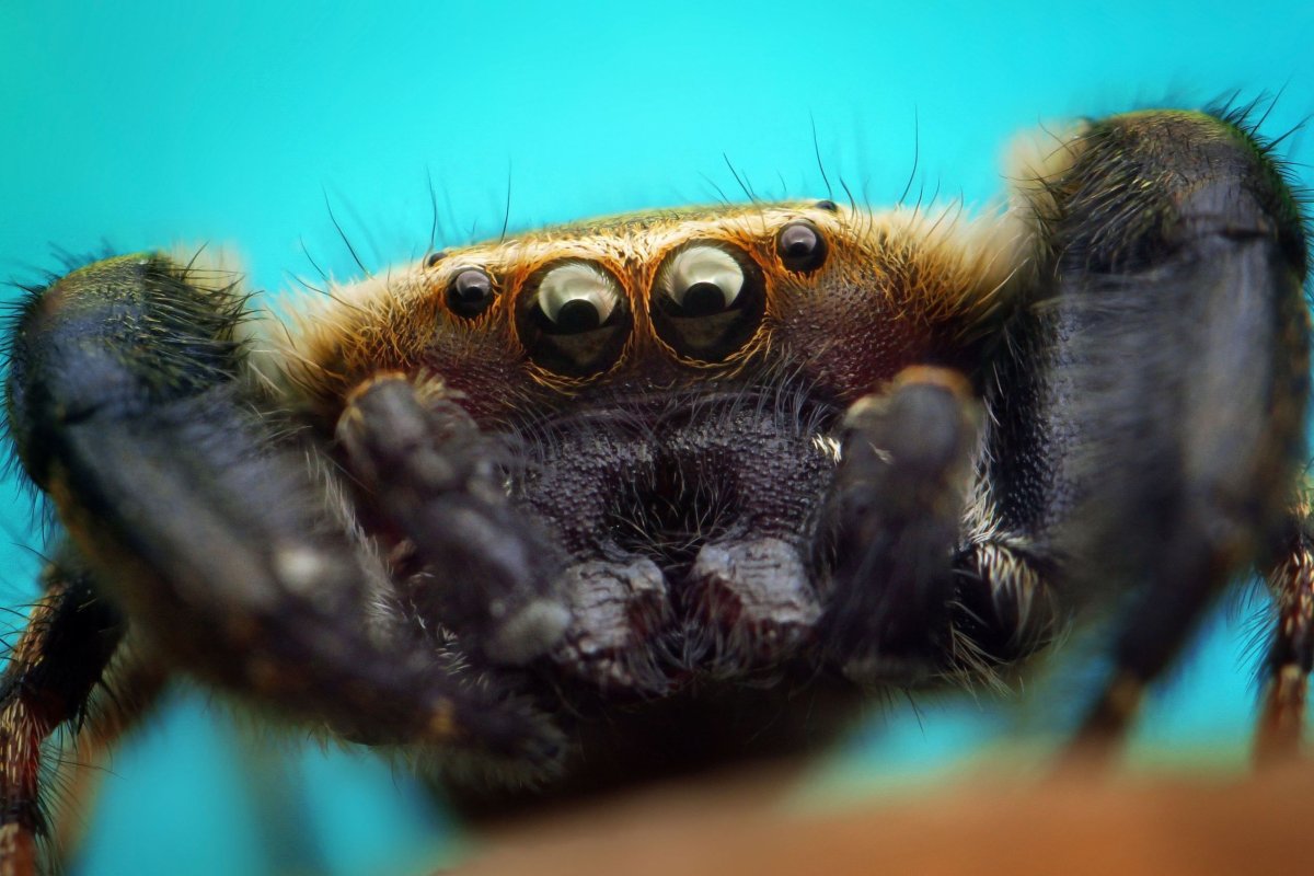 Лицо паука вблизи
