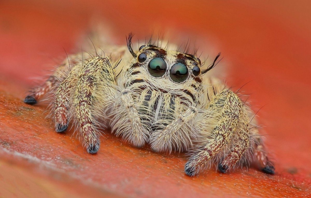 Макросъёмка паука