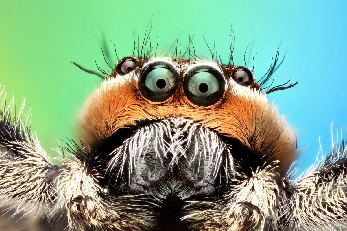 Морды пауков