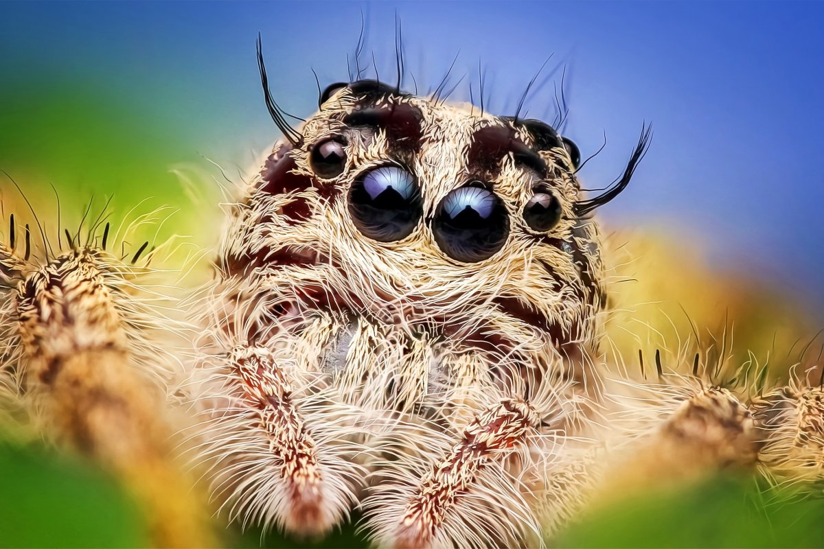 Глаза паукообразных