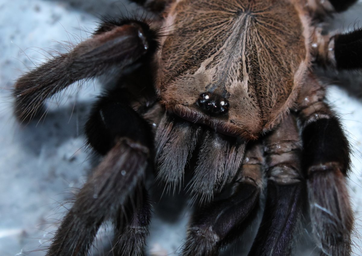 Хилобрахис фимбриатус