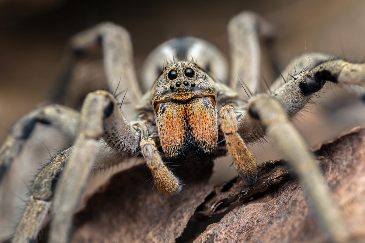 Паук Тарантул глаза