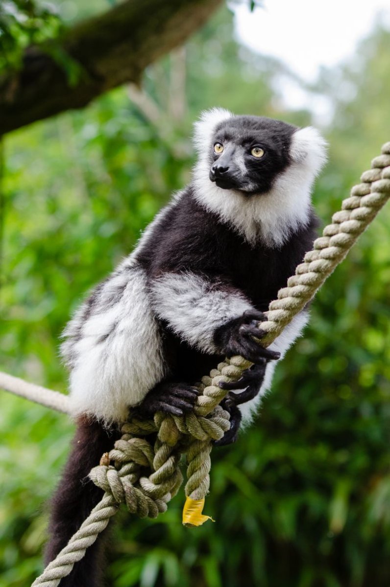 Занзибарский лемур