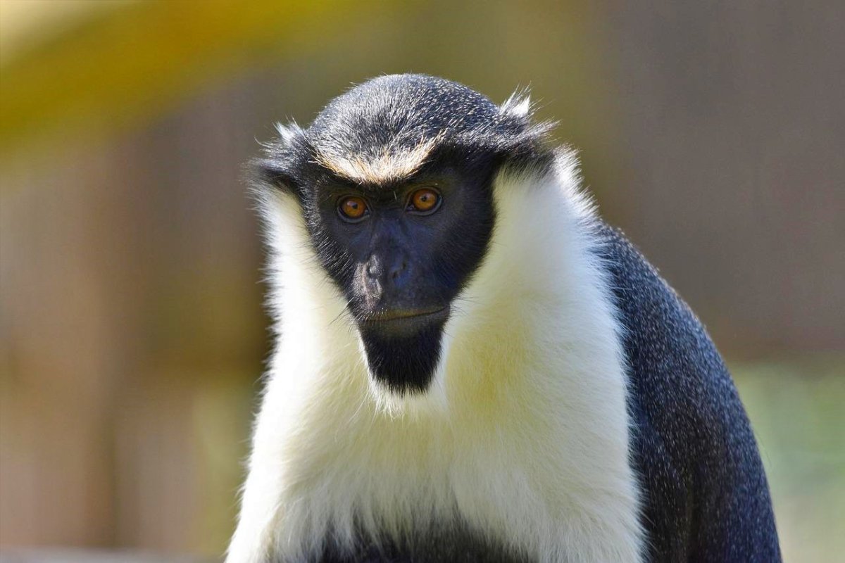 Мартышка пород Диана.