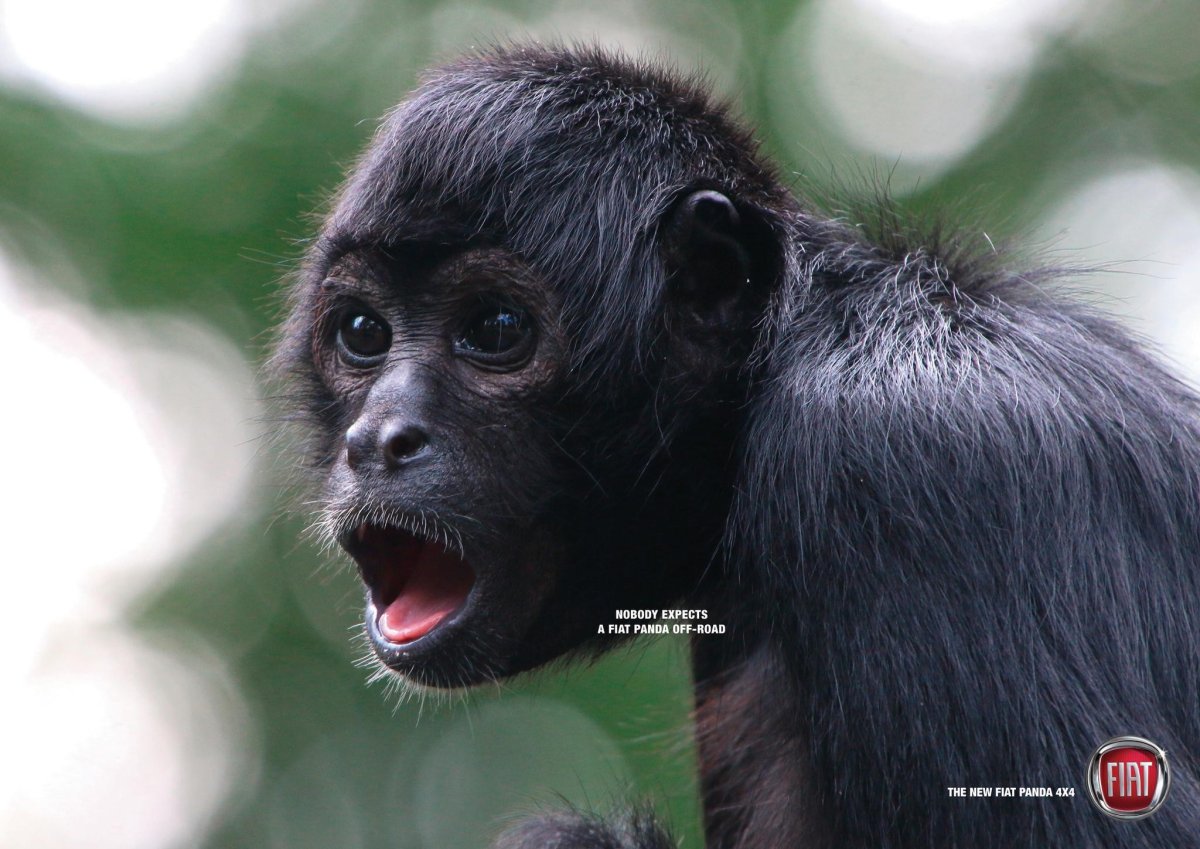 Голуболицая мартышка муйдо