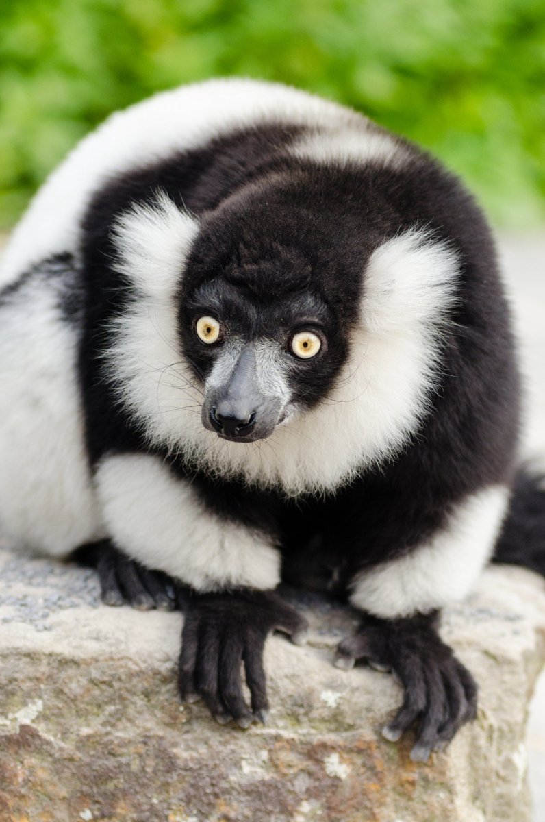 Голубоглазый лемур