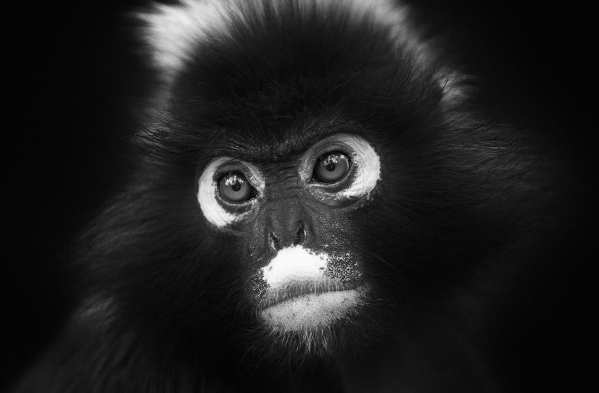 Обезьяны с белыми кругами вокруг глаз