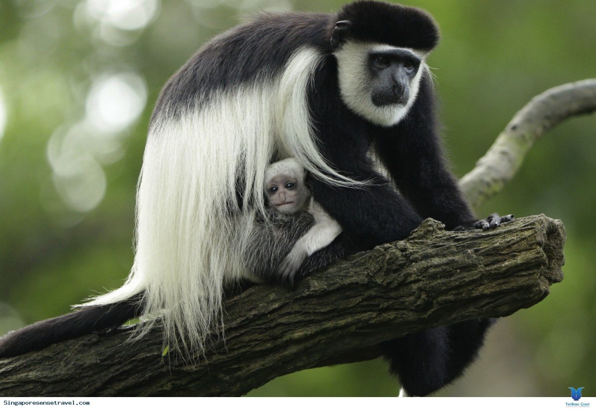 Колобус обезьяна