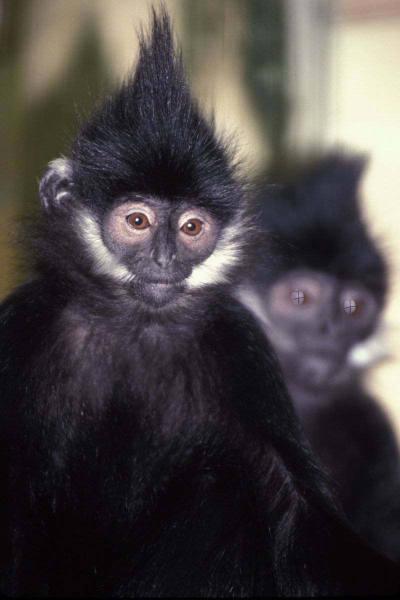 Обезьяна Лангур Франсуа