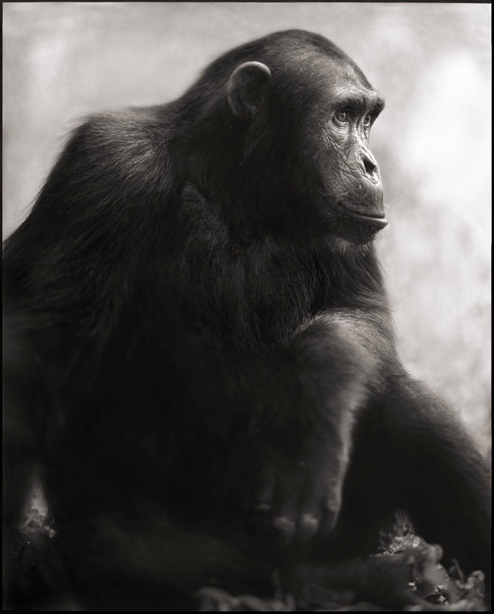 Обезьяна черно белая