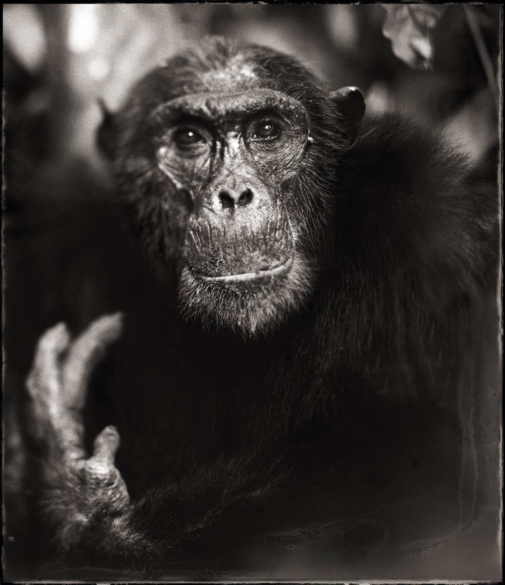 Ник Брандт фотограф