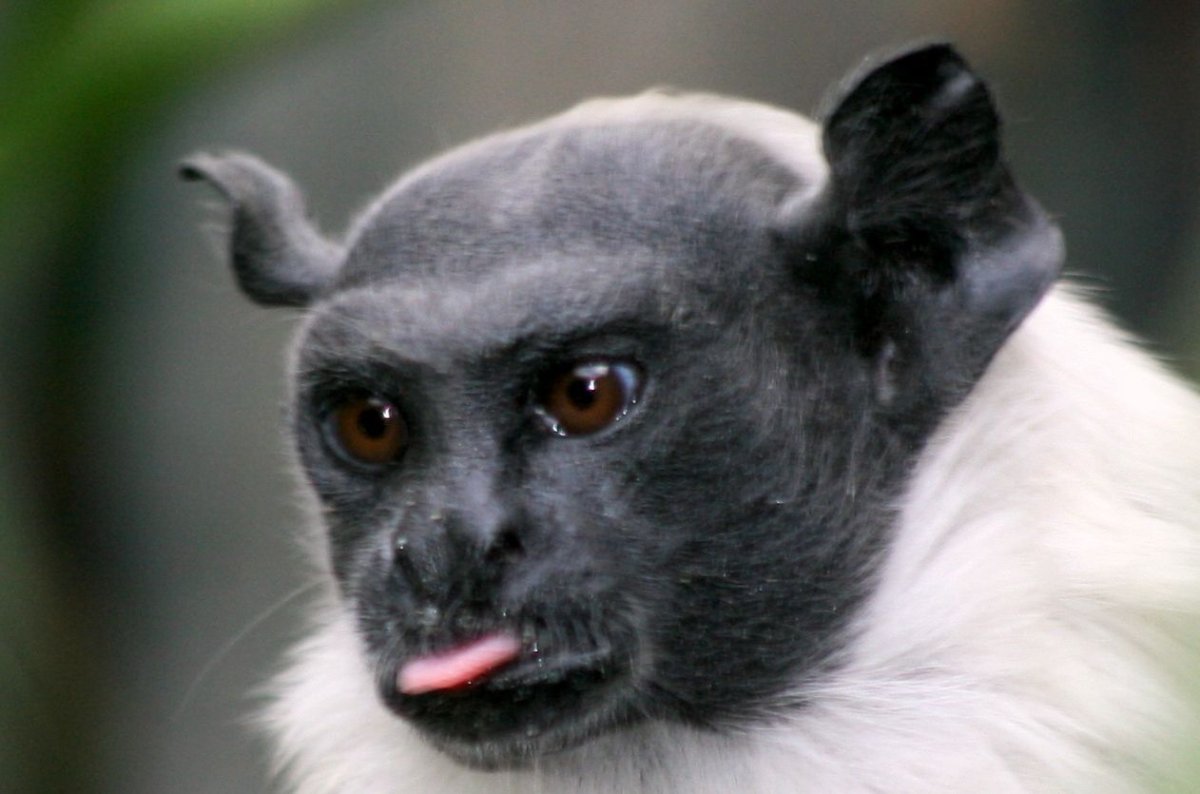 Пегий Тамарин