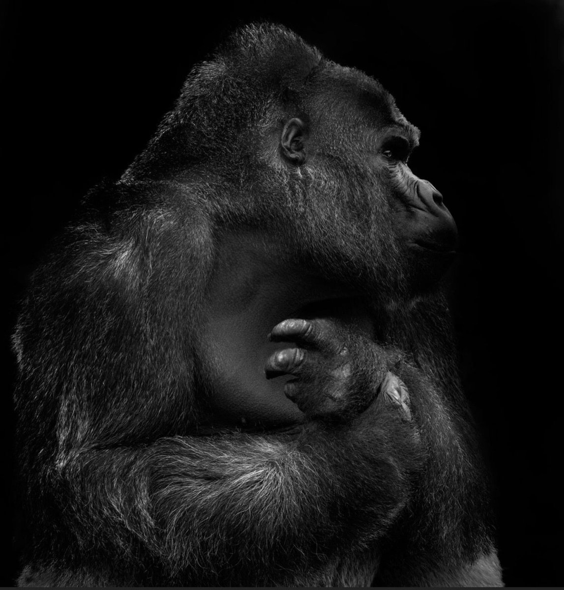 Обезьяна черно белая