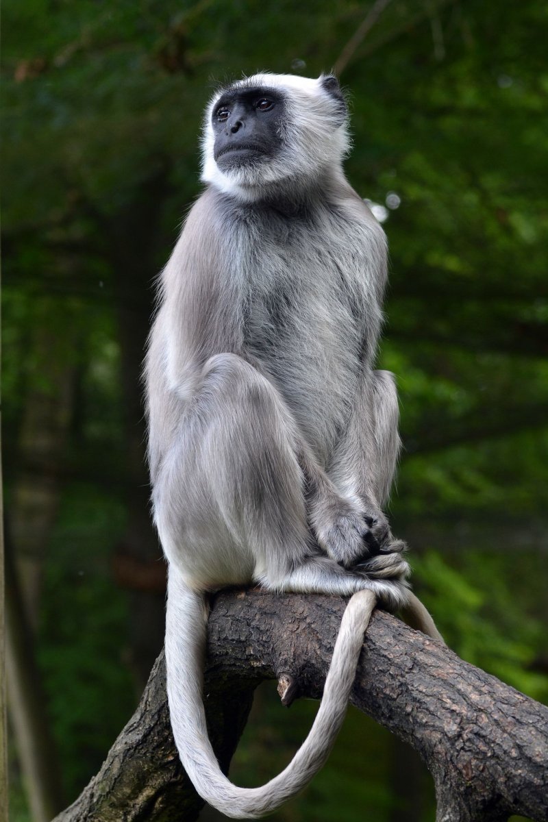 Semnopithecus ENTELLUS