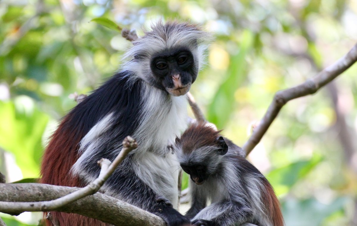Гривистый тонкотел