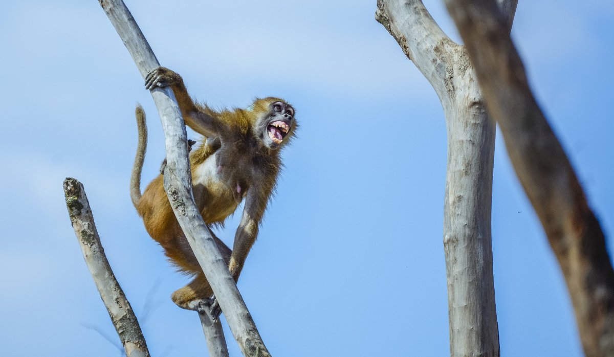 Коричневая обезьяна