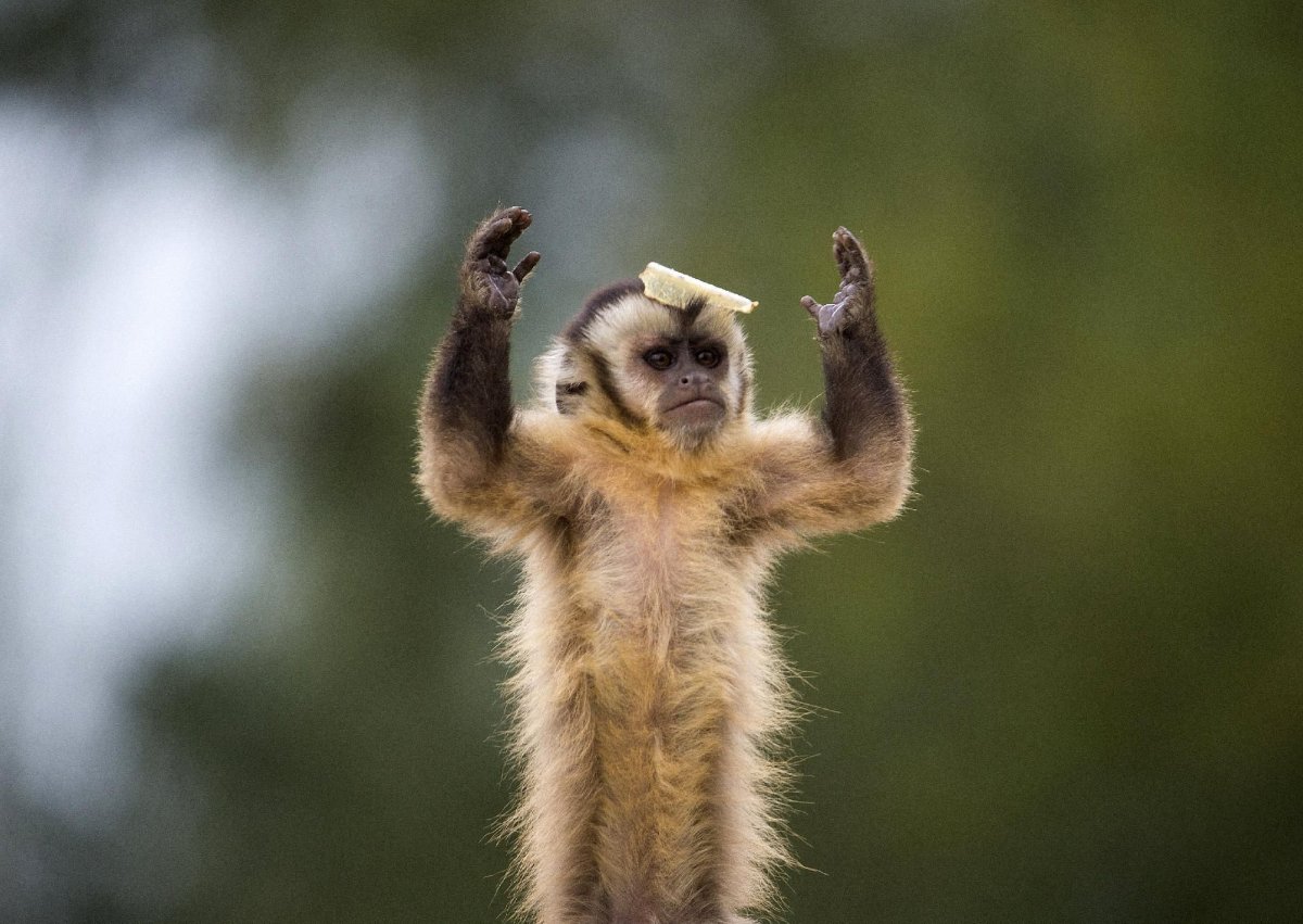 Обезьяна радуется