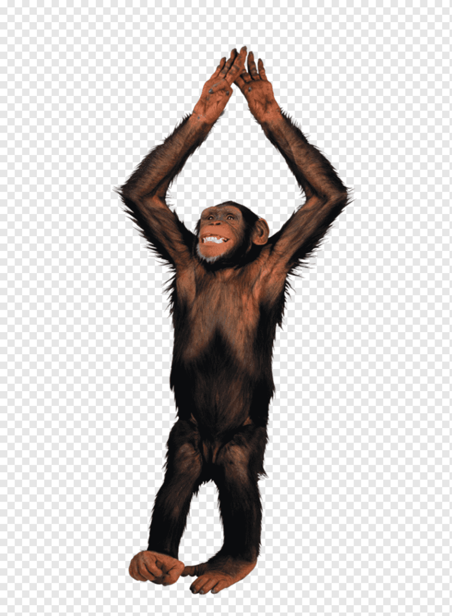 Рука обезьяны