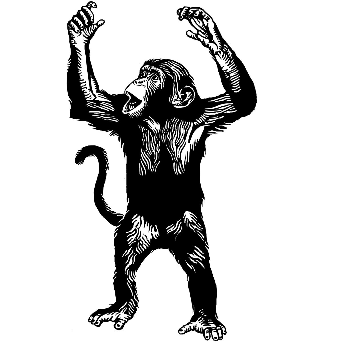 Шимпанзе палец вверх