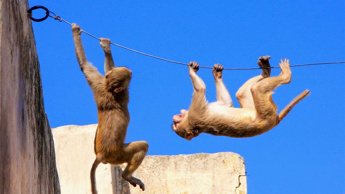 Обезьяна на канате