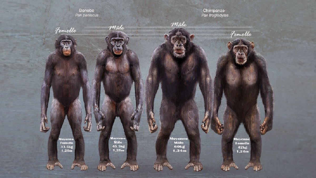 Обезьяна бонобо самец