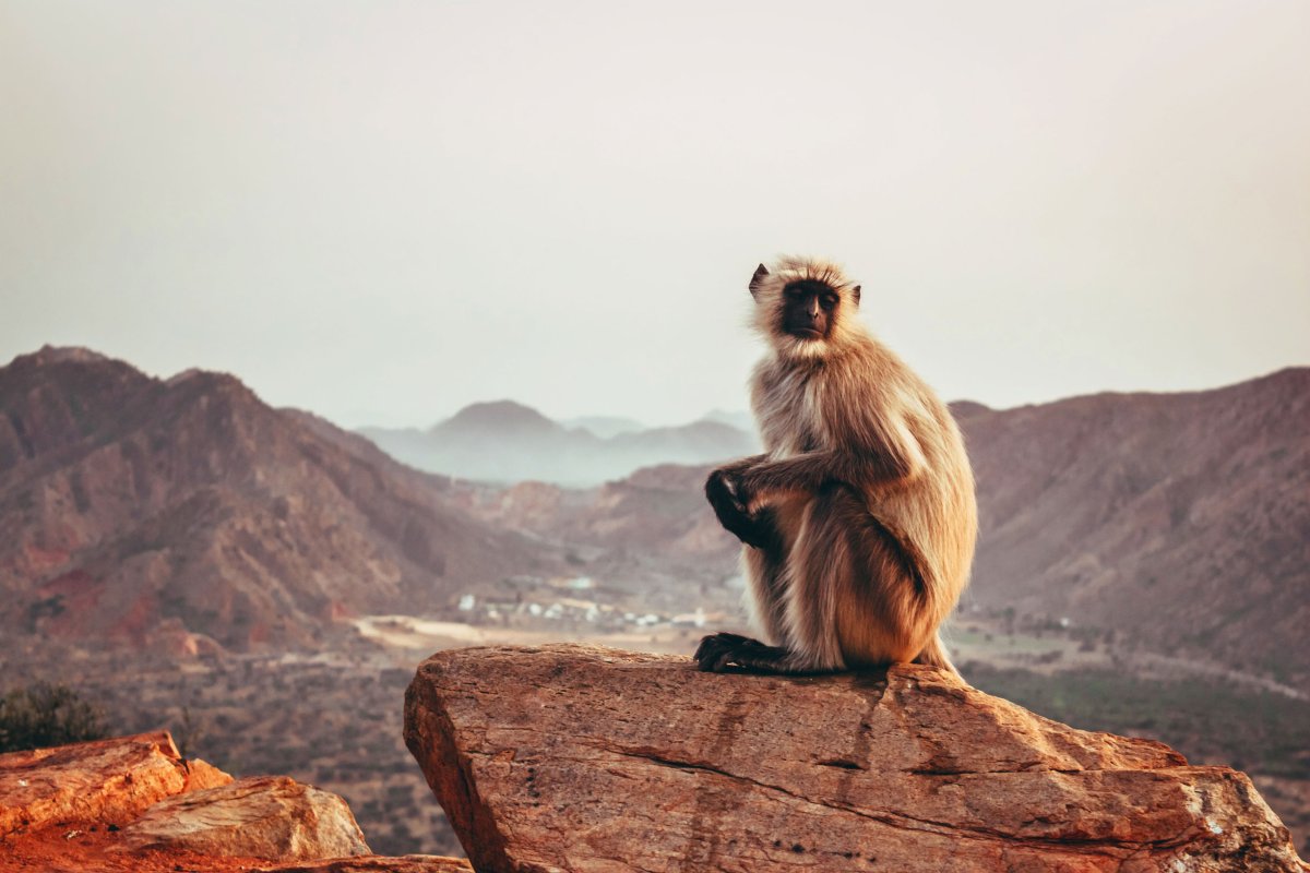 Шимпанзе на скале