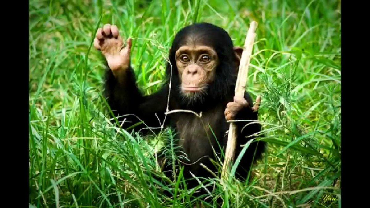 Шимпанзе машет