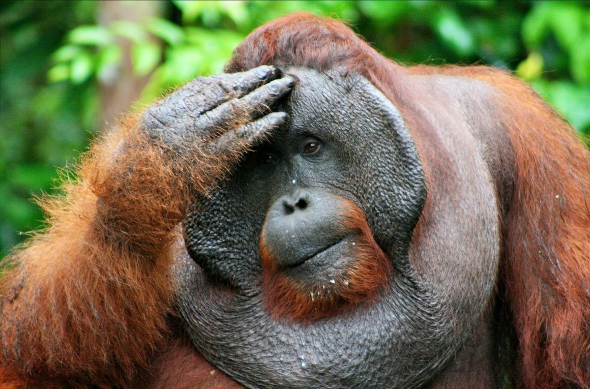 Самка орангутана