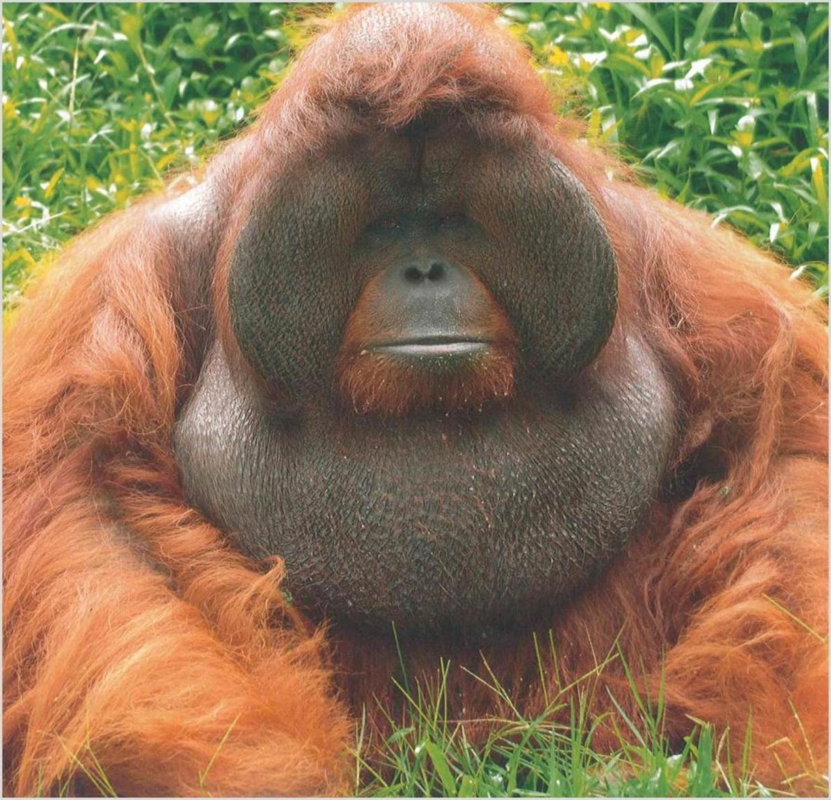 Лысый орангутанг