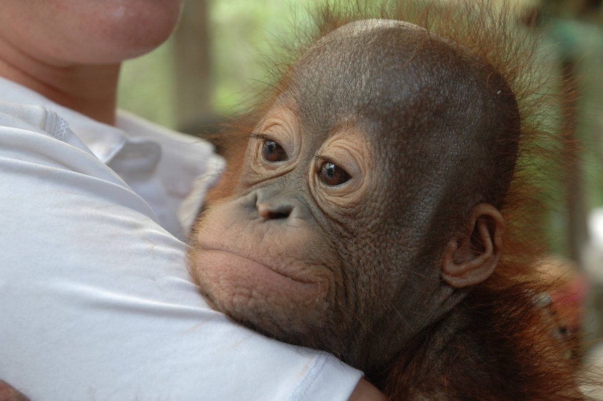 Орангутанг малыш улыбка