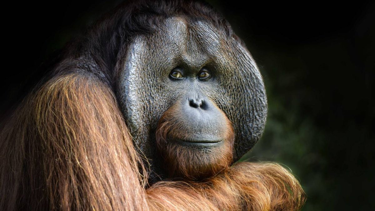 Орангутанги в живой природе