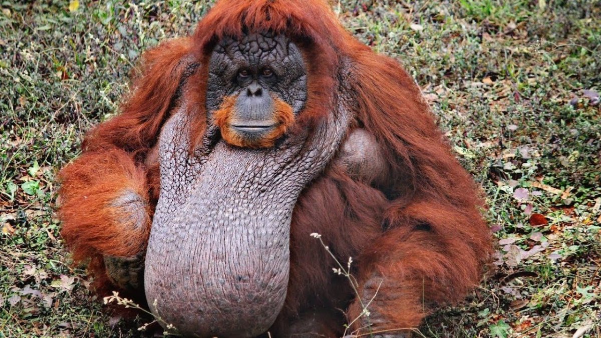 Калимантанский орангутанг