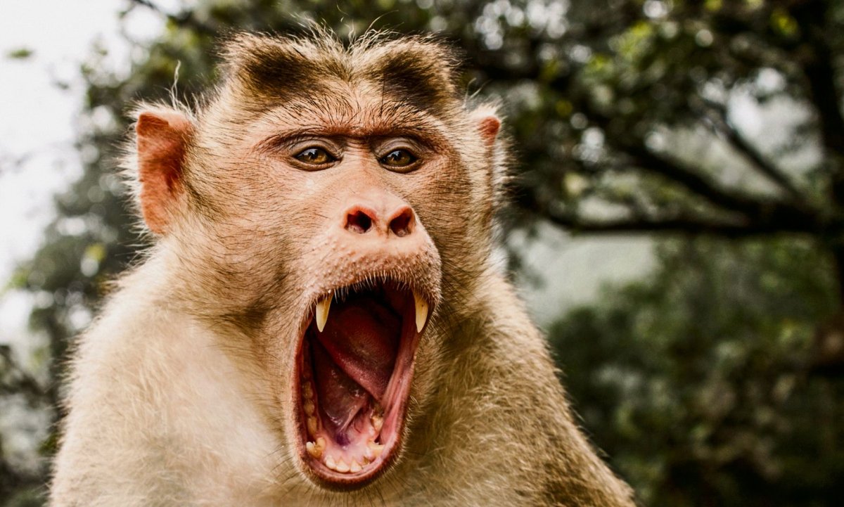 Обезьяна с пальцем во рту