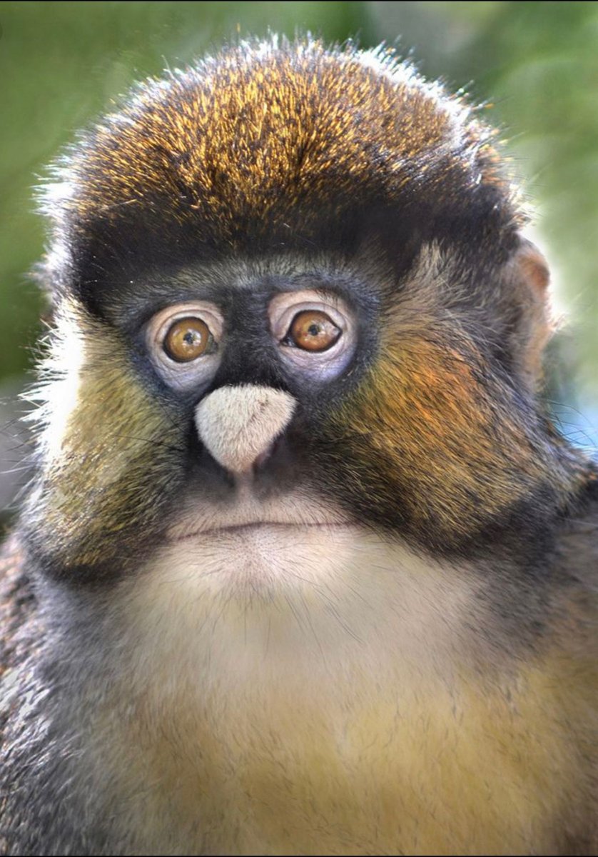 Cercopithecus Lomamiensis