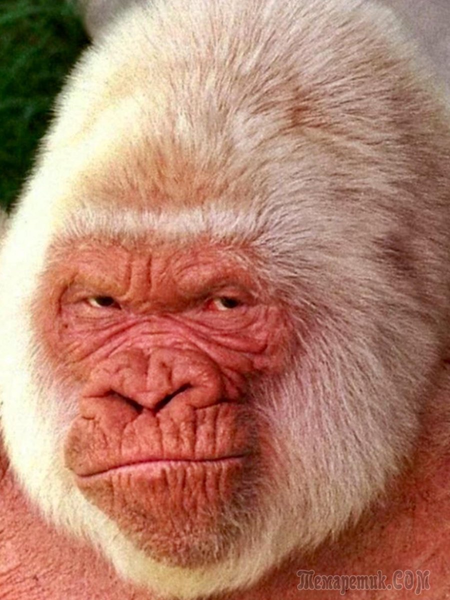 Животное с большими губами