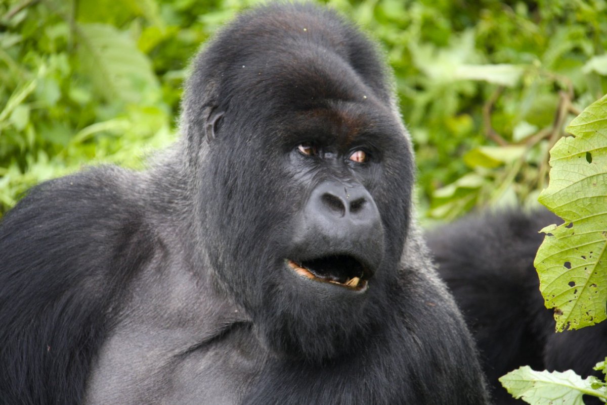 Сильвербэк горилла