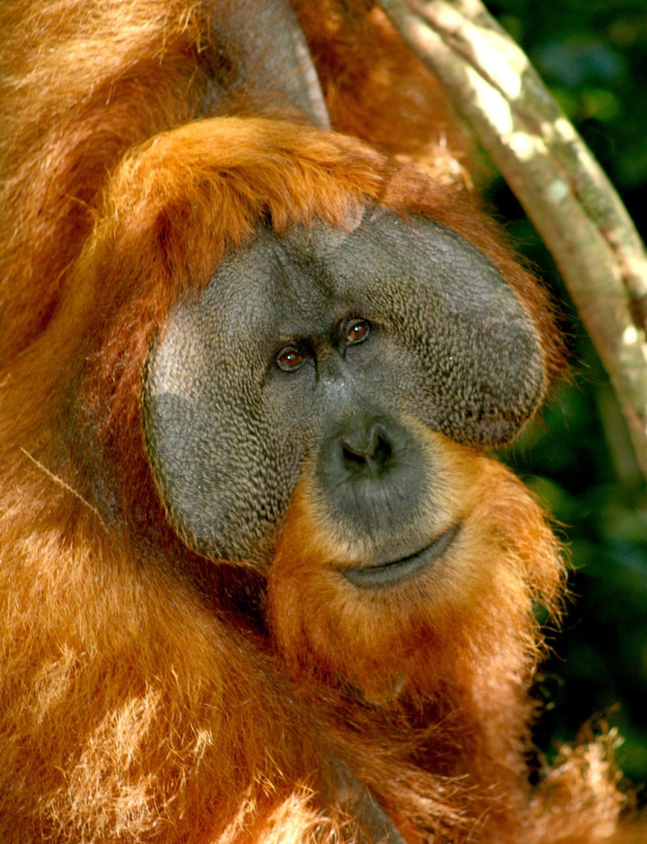 Сумаранский оргуниант