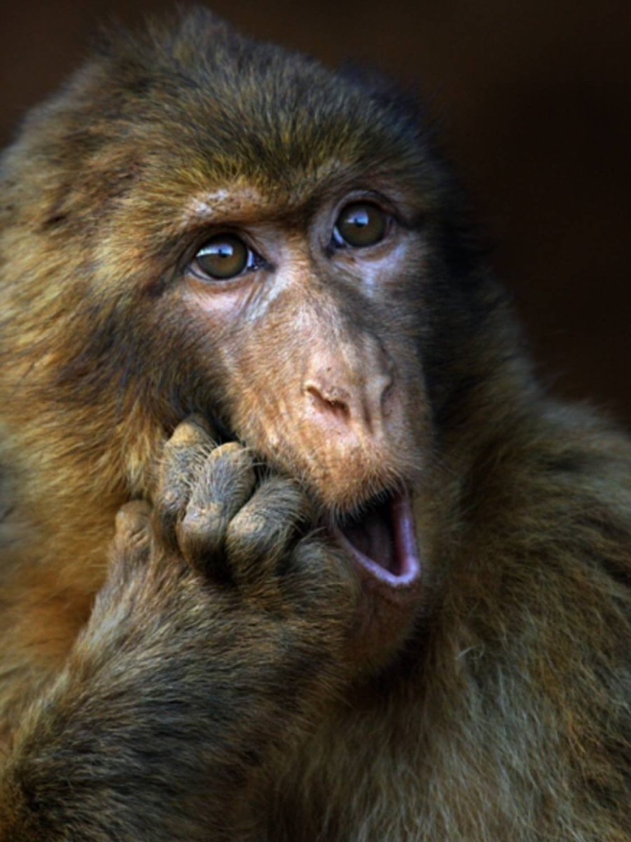 Обезьяна боится