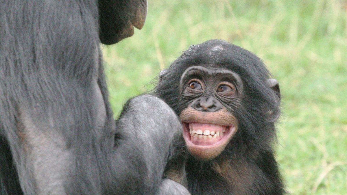 Бонобо коммуникация