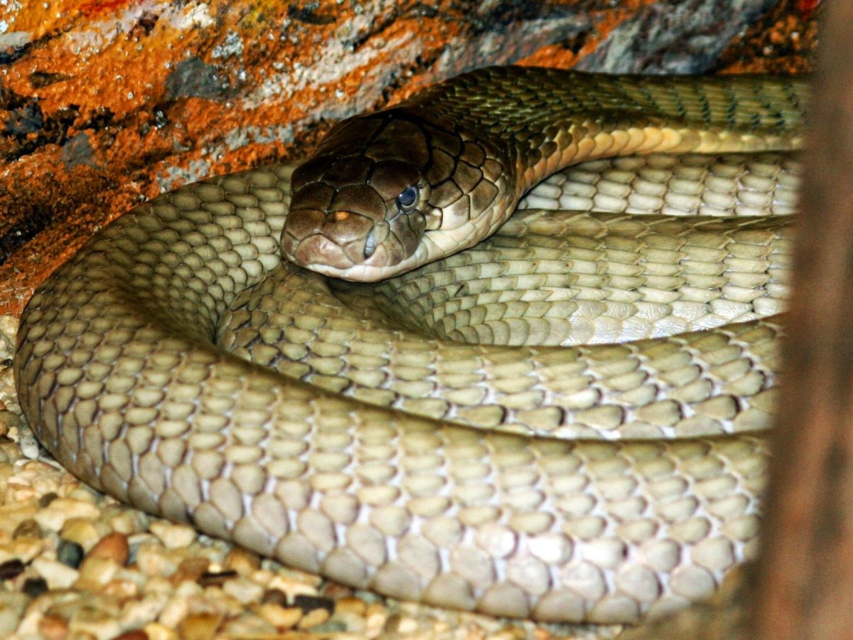 Змеи в Алматинской области