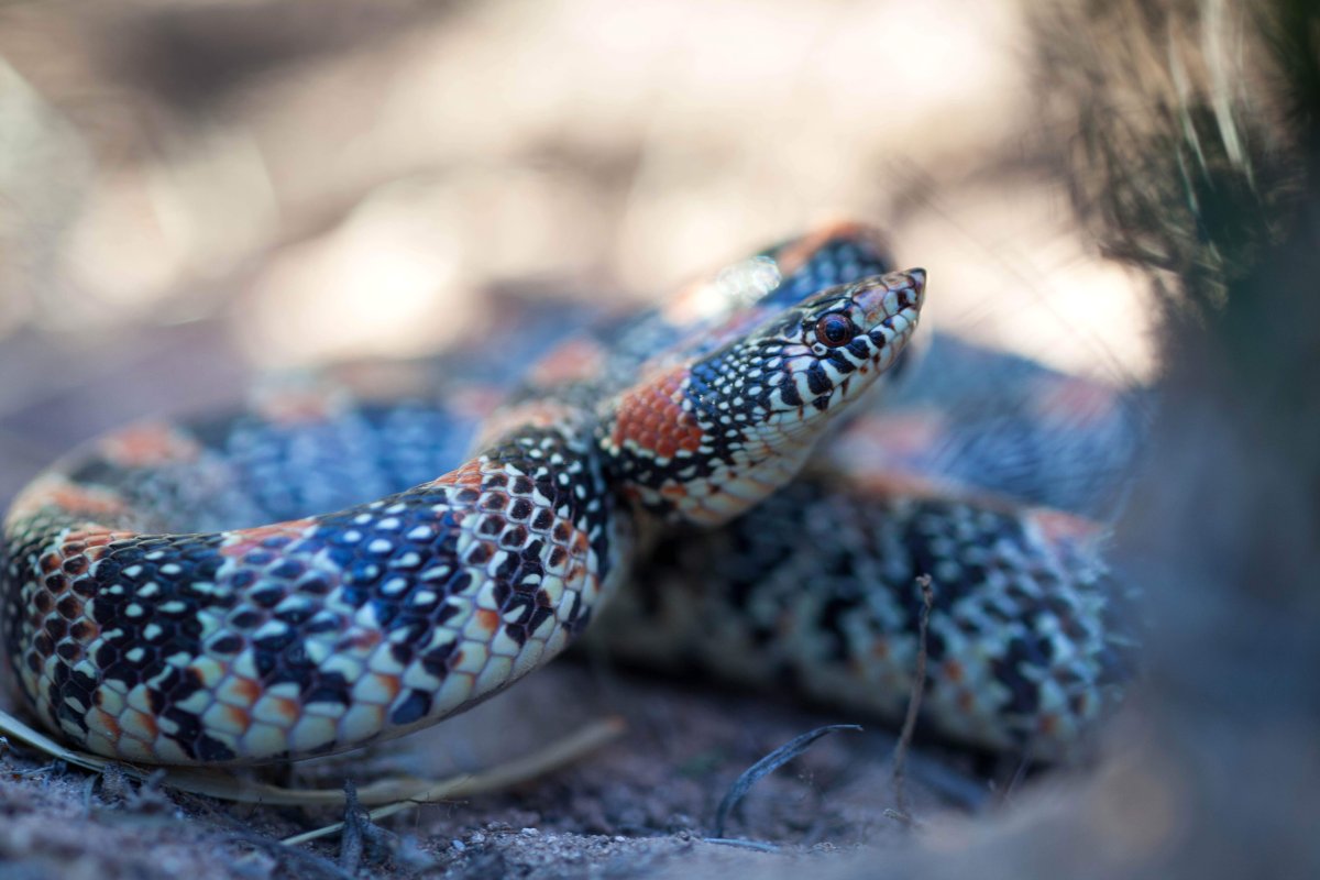 Широконосая Восточная змея