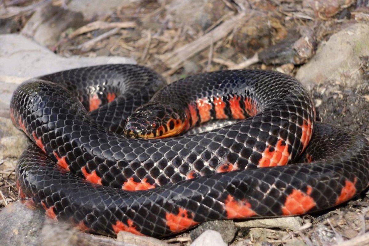 Красноточечная иловая змея